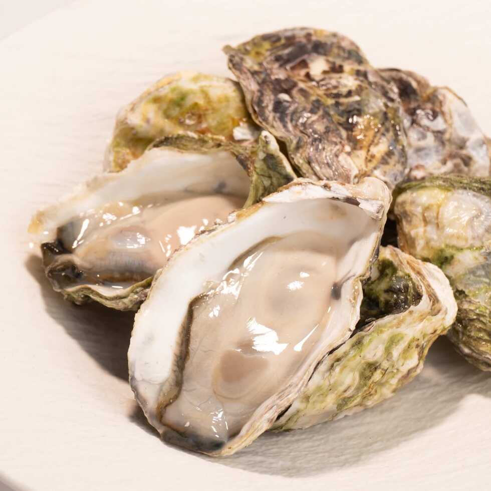 Japanese Oyster in Shell 6 pcs (approx. 500–550g)