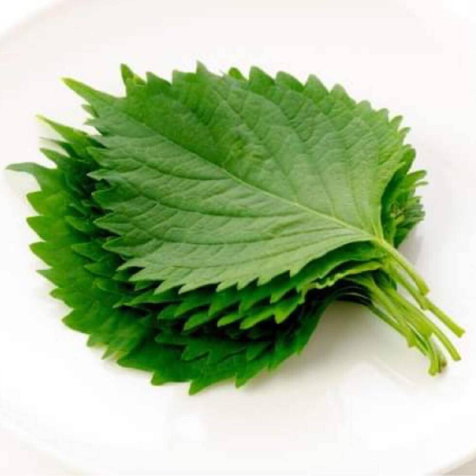Shiso 10pcs (Japan) / The quality of shiso may be compromised during delivery with frozen products. To stop selling shiso is an option but that goes against our goal. In case of any damage to shiso, we will give you a refund.