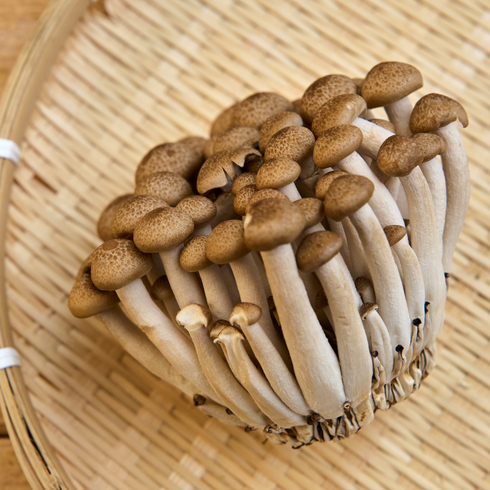 Champignon Shimeji Brun, Frais 100g
