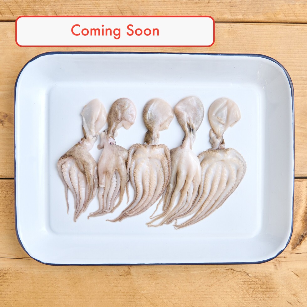 (Bientôt) Poulpe Bébé 210-250g
