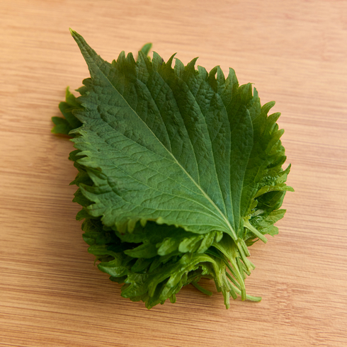 Shiso frais 15 feuilles