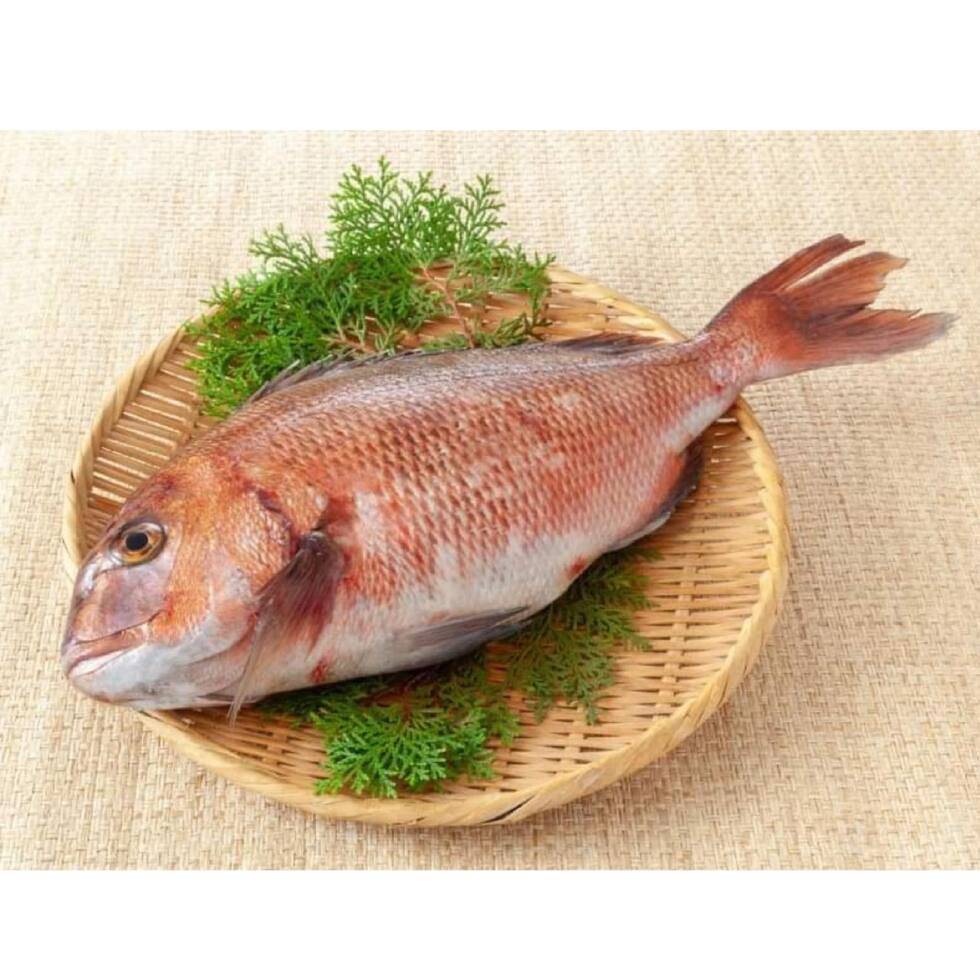 Red Bream Head on Gills, Gutted and Scales off from Atlantic Ocean