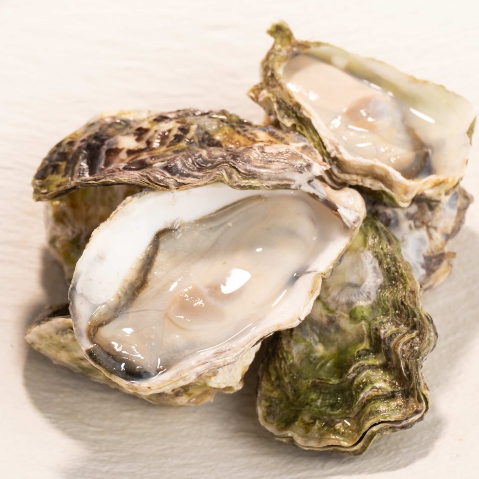 Japanese Oyster in Shell 6 pcs (approx. 500–550g)