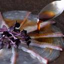Yellowtail Carpaccio with Truffle Dressing 10pcs/45-55g by Nobu Sakaguchi (15 years at a Michelin star)