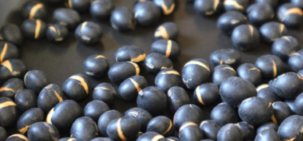 Kaneido Roasted Black Soybean Tea (Flat Pack)