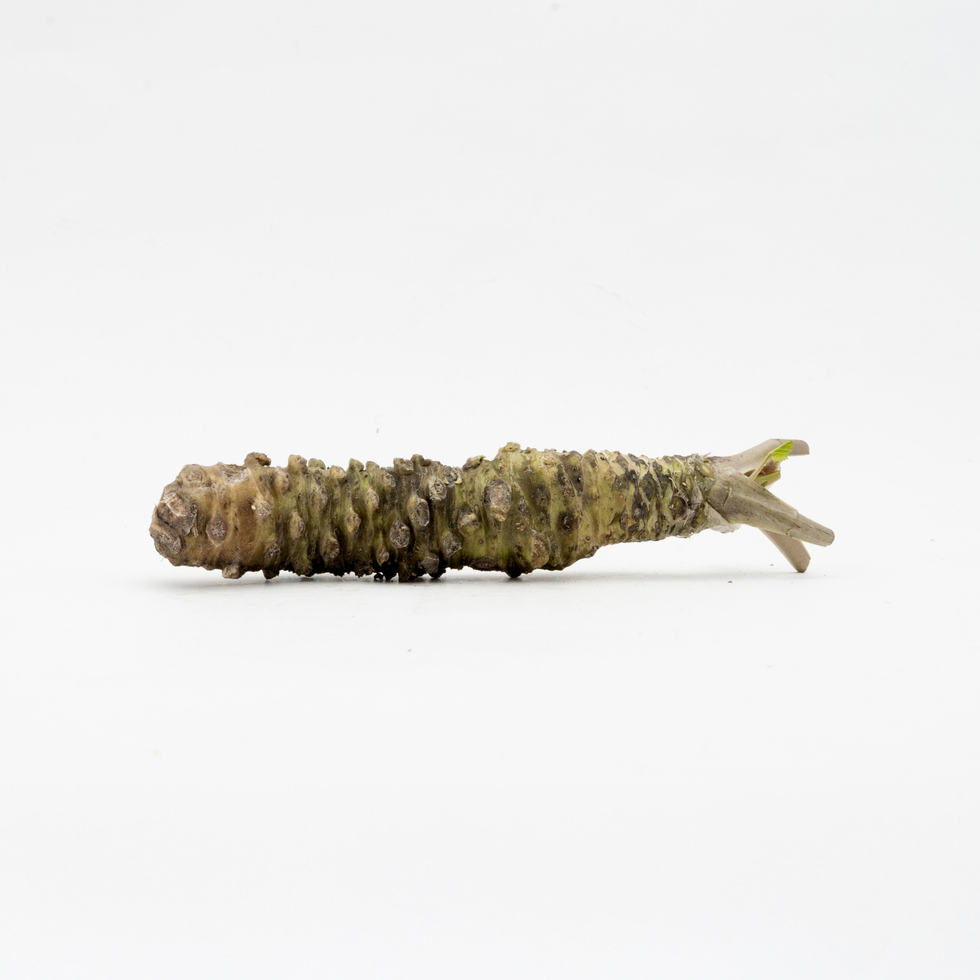 Fresh Wasabi Root from Shizuoka, Japan 1 Piece