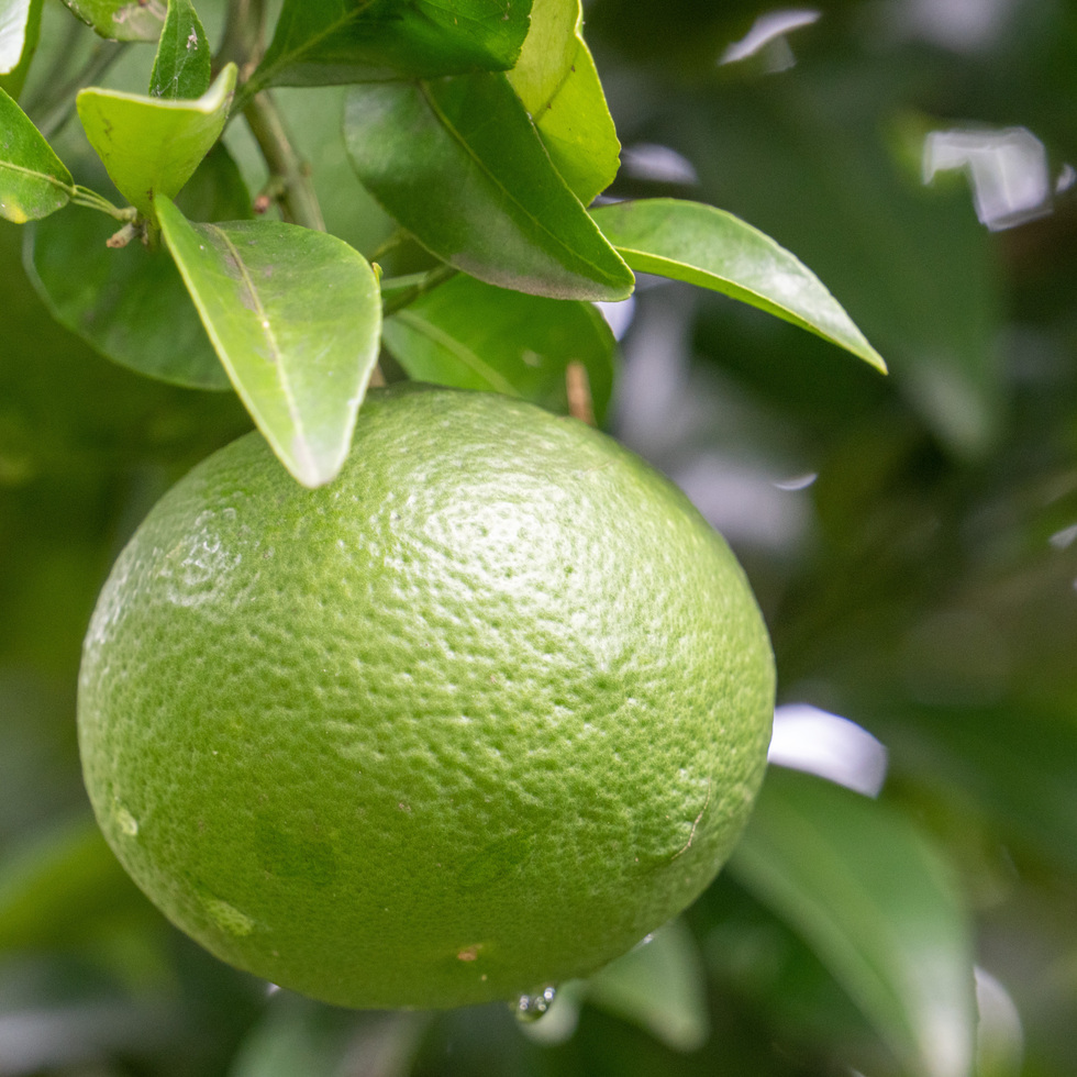 Ajino Hyoshiro YUZU NO SHIZUKU(Yuzu ponzu sauce)360ml