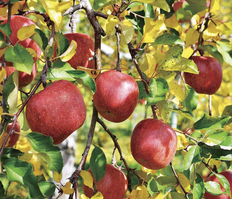 Osuya Ginza Dessert Vinegar Shinshu Apple 250ml