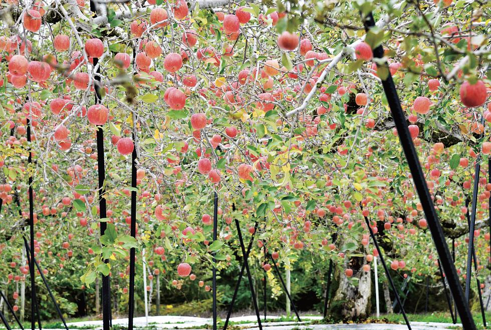 Osuya Ginza Dessert Vinegar Shinshu Apple 250ml