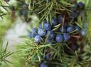 Osuya Ginza Aroma Vinegar Juniper Berry 250ml